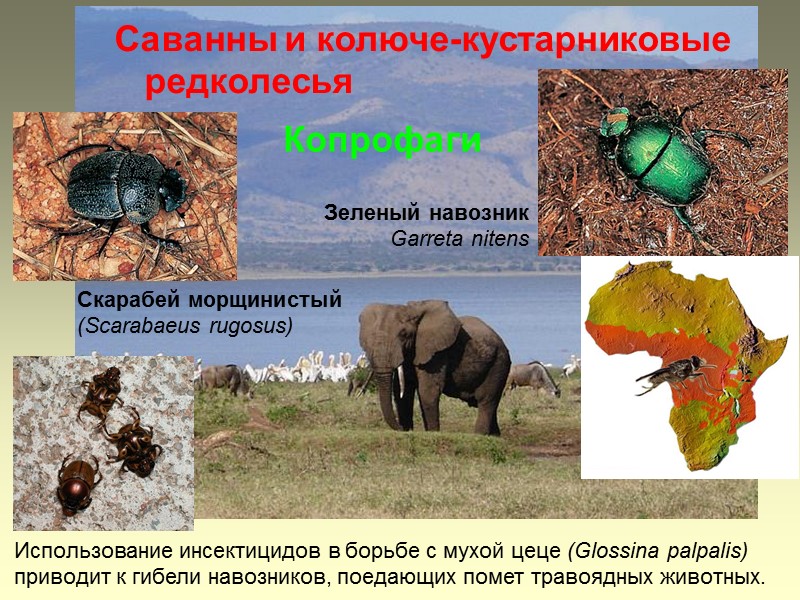 Копрофаги Скарабей морщинистый (Scarabaeus rugosus) Зеленый навозник Garreta nitens Использование инсектицидов в борьбе с